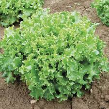 seeds are ordered