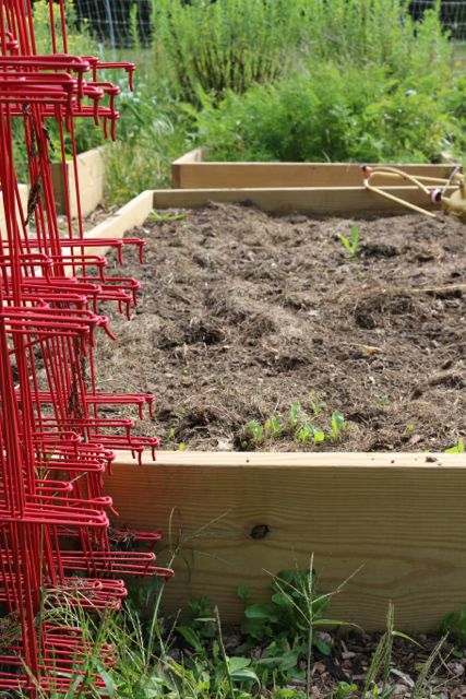 Time to plant garlic.