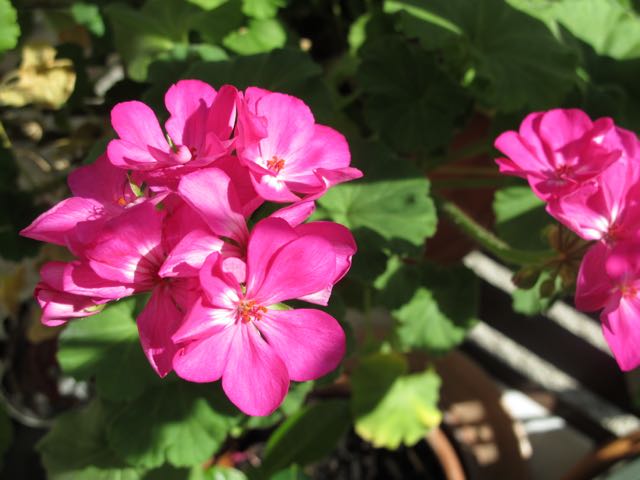 geraniums