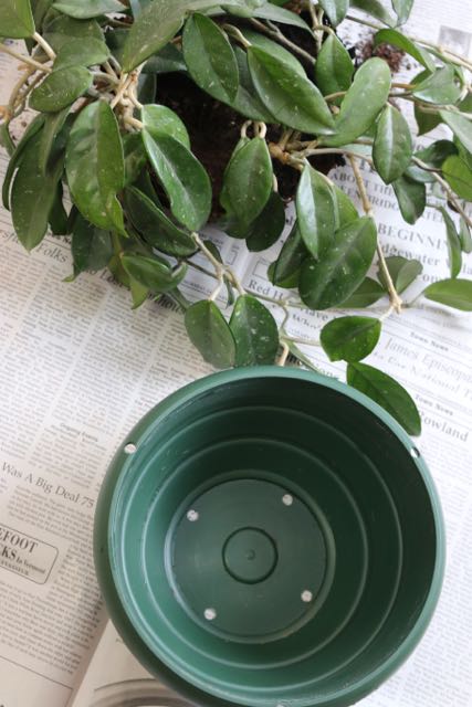 Clean pot & Old Plant