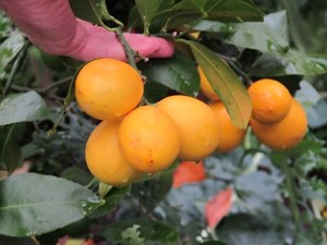 lemons, west coast gardening