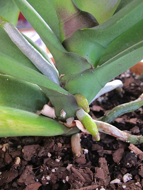 Orchid, gardening, houseplants