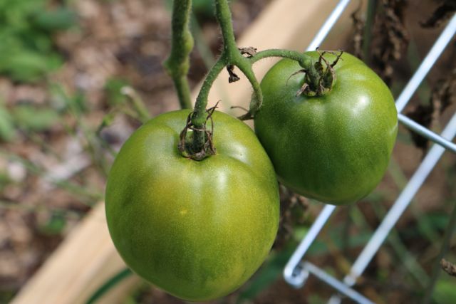 Waiting for those last tomatoes to turn red.