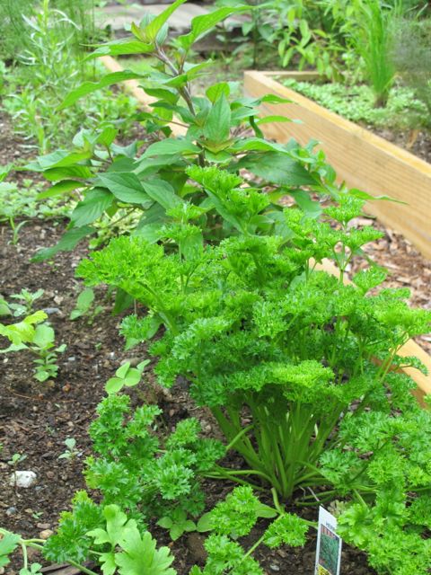 Herb Garden