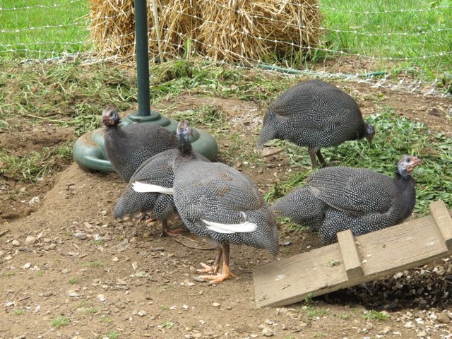 The guineas seemed happy to go into the coop each night.
