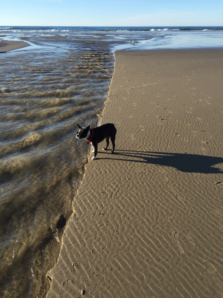 Riley on the beach
