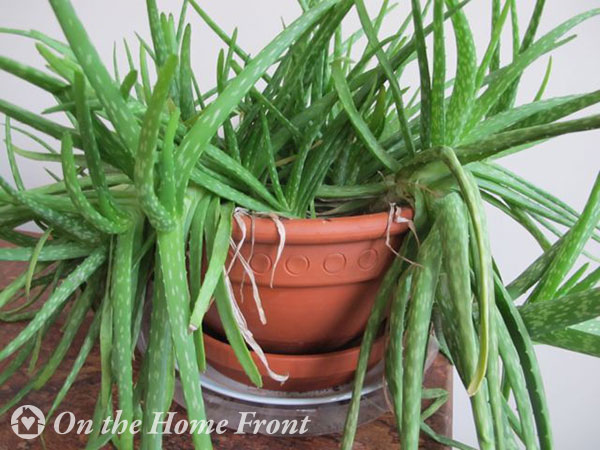 houseplants, aloe