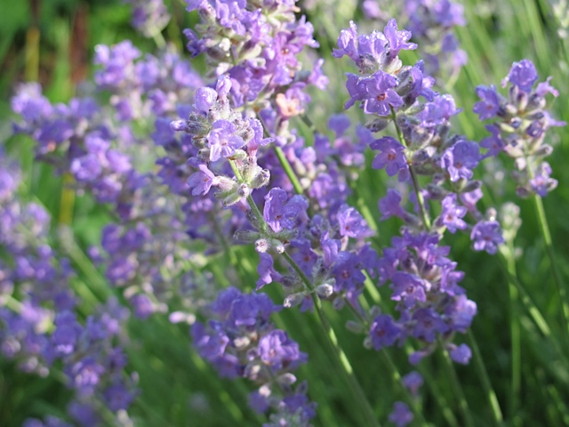 Lavender Flowers flowers, prudent living