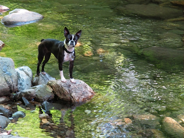 Boston Terrier, dogs