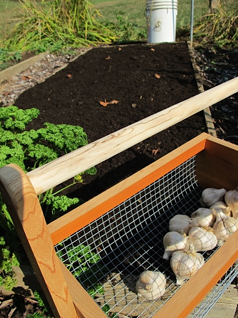 garlic, gardening, prudent living