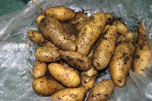 potatoes, harvest