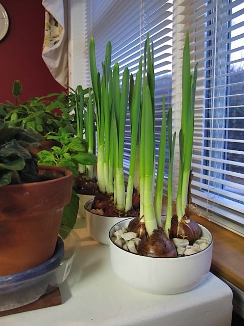 forcing bulbs, prudent living