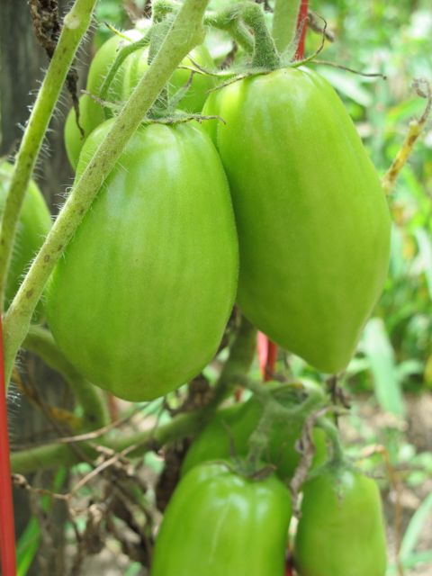 Can't wait until the tomatoes turn red!