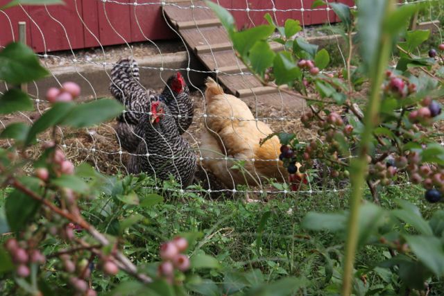 Chickens are always close by when I'm picking blueberries!