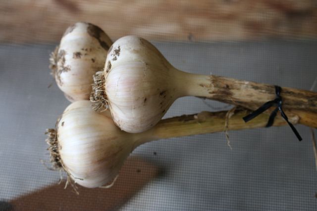 Start with three garlic bulbs.