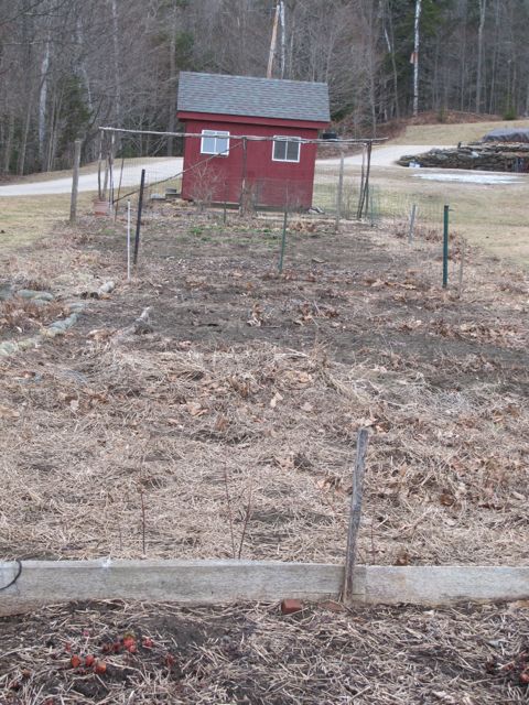 The entire vegetable is free of snow!