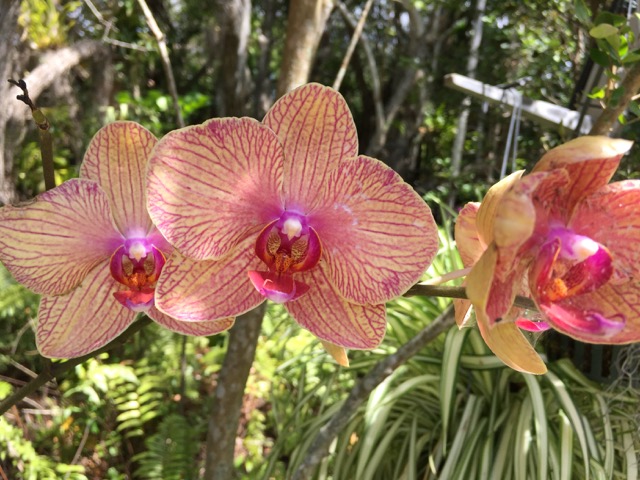 Orchids