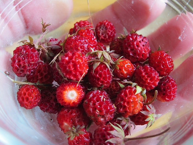 strawberries, prudent living