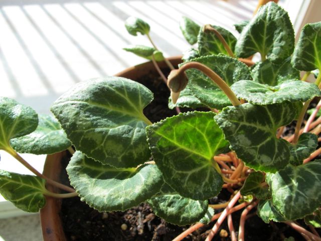 Cyclamen gardening