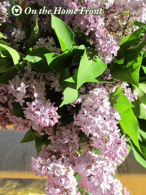 lilacs