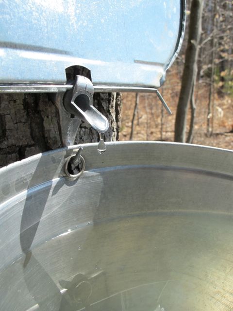 Sugaring season has ended.