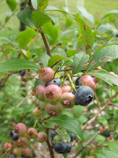 There are still blueberries to pick!