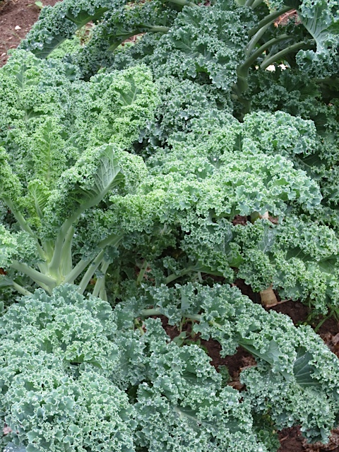 vegetables, gardening