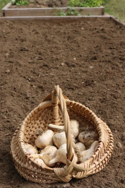 Prepare your garden bed.