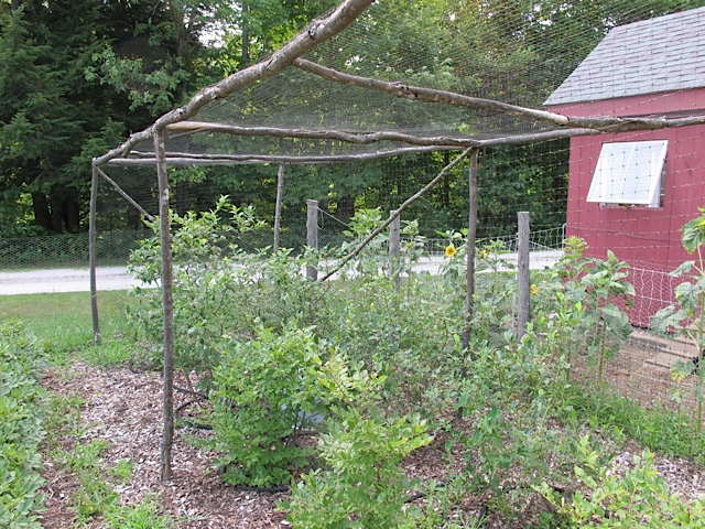 Blueberry Cage berries, protecting, prudent living