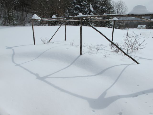 Blueberry bushes are covered!