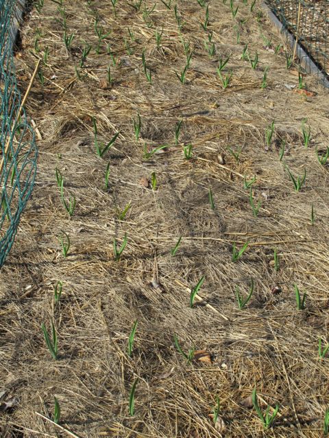 Garlic coming up.