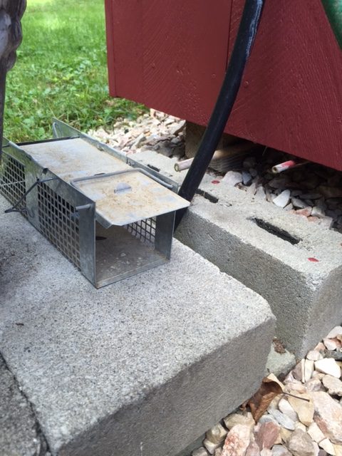trapping chipmunks