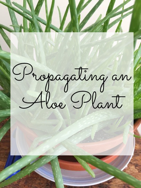 Propagating an Aloe Plant