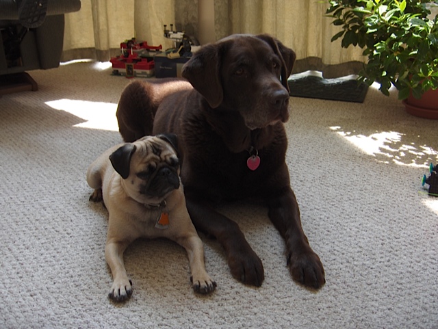 Purtie and Gracie. dogs, dog biscuits