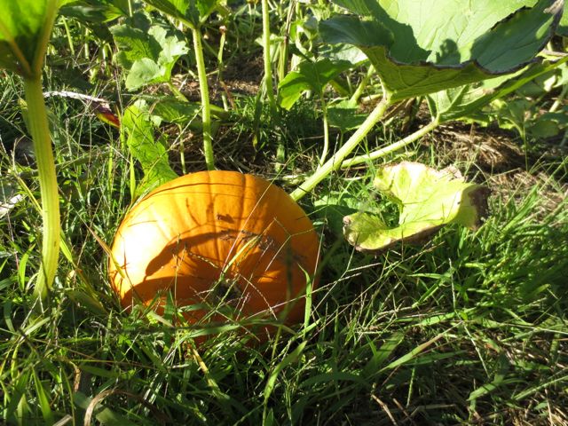 Heading into pumpkin season!