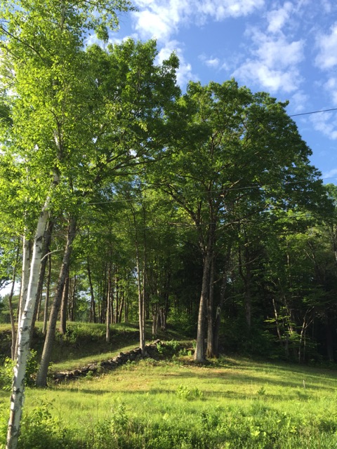 June in Vermont