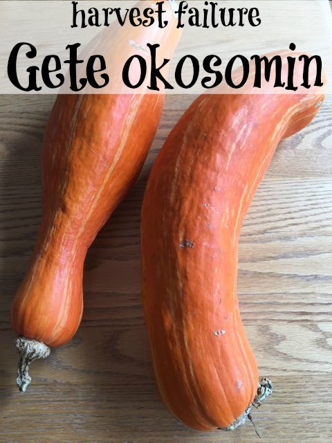 finding gete okosomin seeds