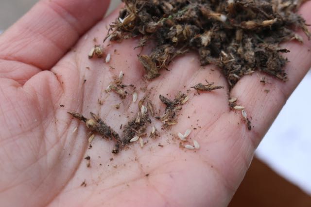Tiny lettuce seeds among the chaff.