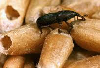 pantry pest, prudent living