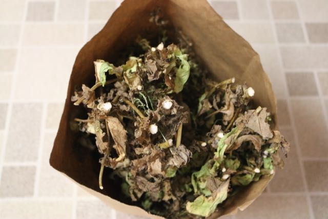 Seed head in paper bag