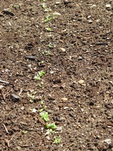 seedlings, lettuce