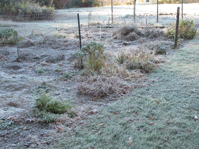 garden, frost
