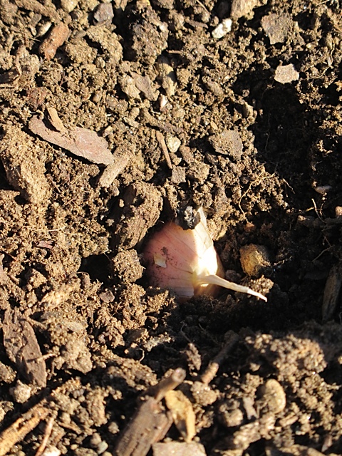 Garlic cloves garlic cloves, garden
