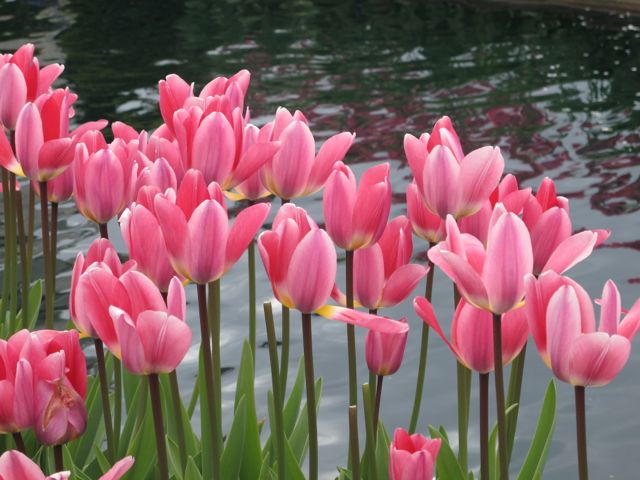 Do you have tulips in your garden?