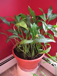 repotted peace lily, houseplants