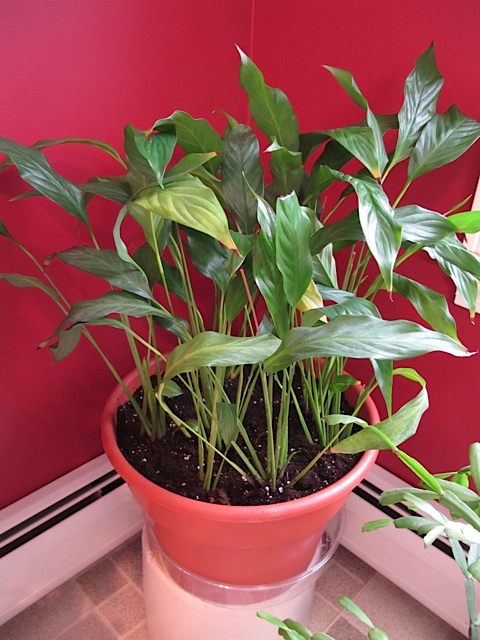 repotted peace lily, houseplants