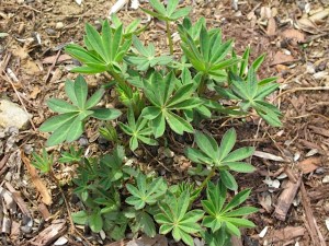 Lupines spring flowers, prudent living