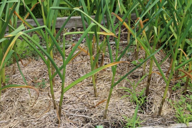 Garlic starting to die back.