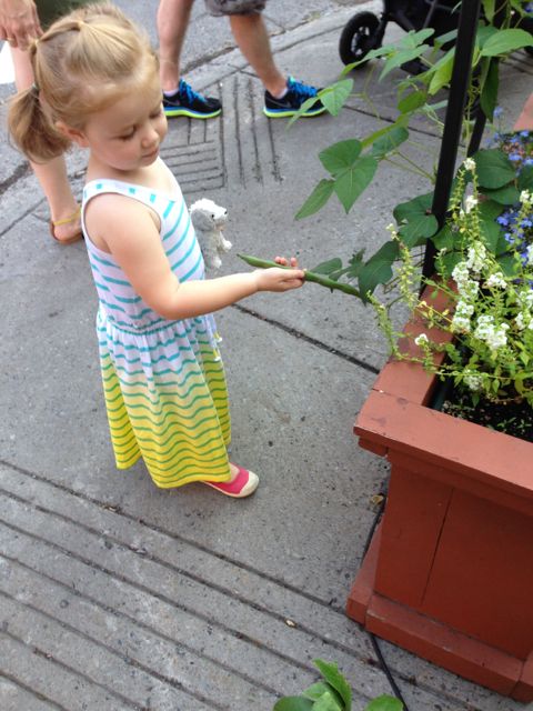 Finding beans in a raised bed!