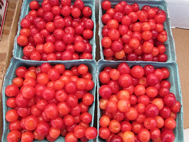 Sour Cherries cherries, pick your own